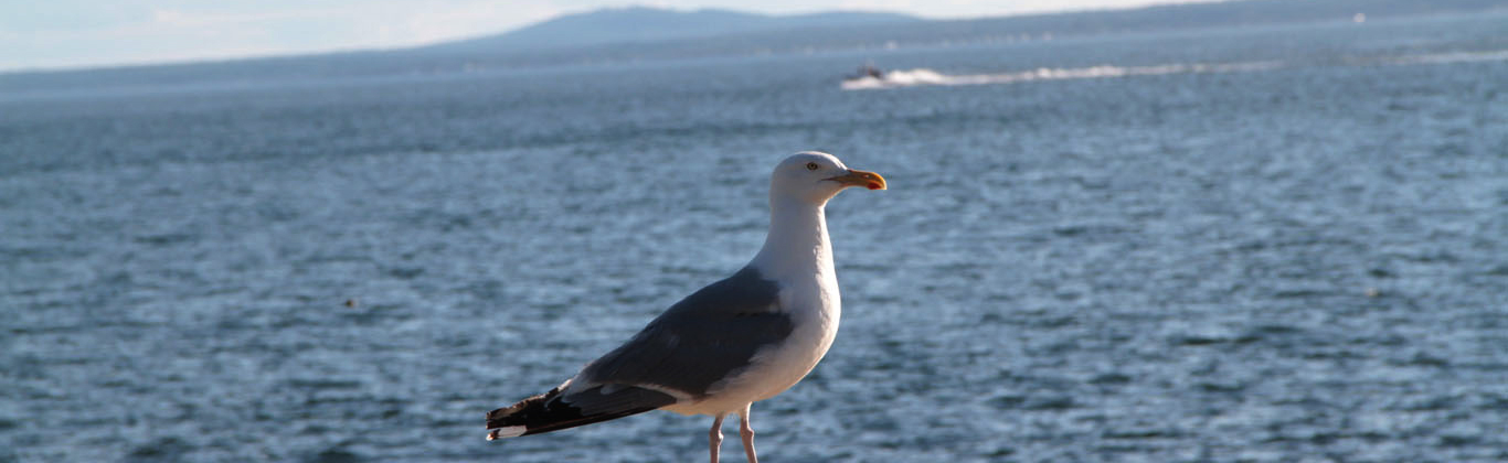 kennebunkport-seagull
