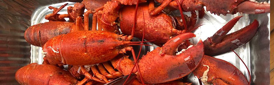 cooked-lobsters