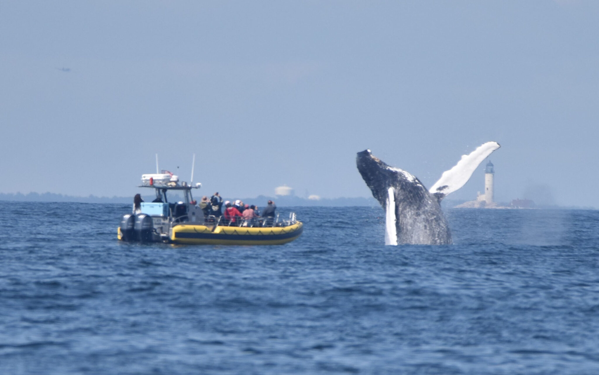 whale watching tours kennebunkport me